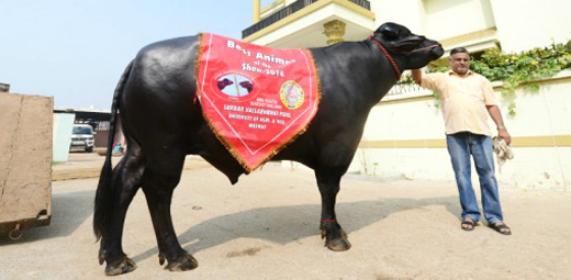 Murrahbull 1